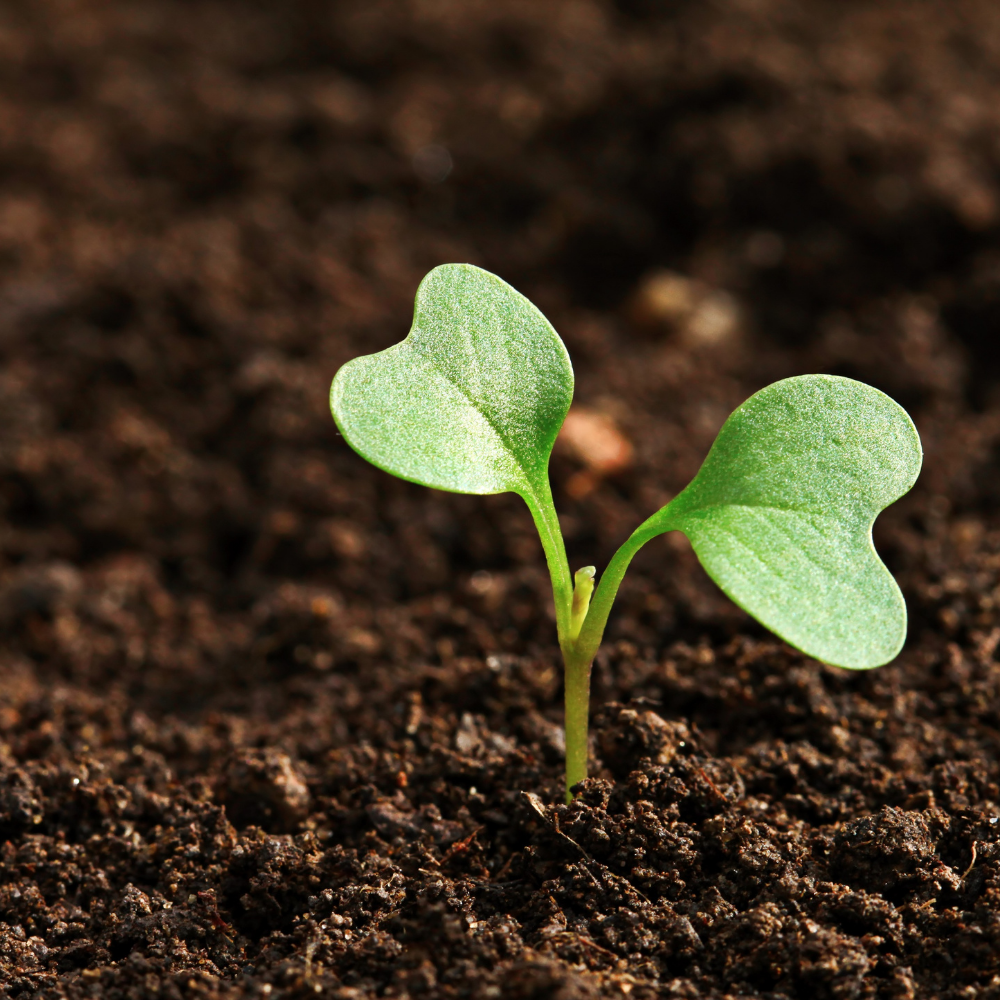 Digging into Dirt: All About Soil!